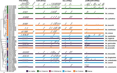 Classification of 17 species Aegilops using DNA barcoding and SNPs, reveals gene flow among Aegilops biuncialis, Aegilops juvenalis, and Aegilops columnaris